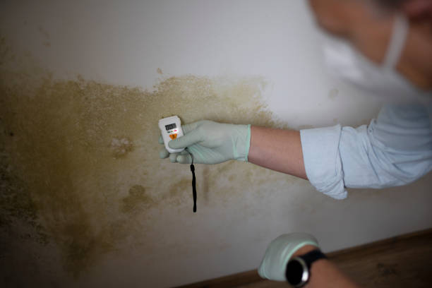 Reliable Blacksburg, VA Mold Removal Solutions