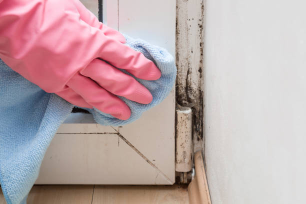 Best Local Mold Removal Service  in Blacksburg, VA