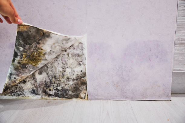 Best Emergency Mold Removal  in Blacksburg, VA